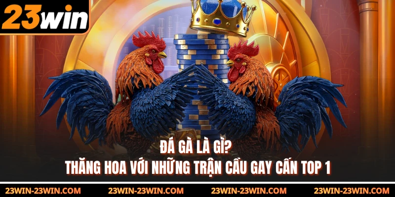 Đá Gà Là Gì? Thăng Hoa Với Những Trận Cầu Gay Cấn Top 1