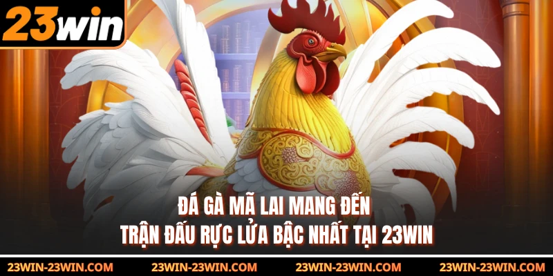 Đá Gà Mã Lai Mang Đến Trận Đấu Rực Lửa Bậc Nhất Tại 23Win