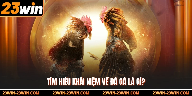 Tìm hiểu khái niệm về đá gà là gì? 